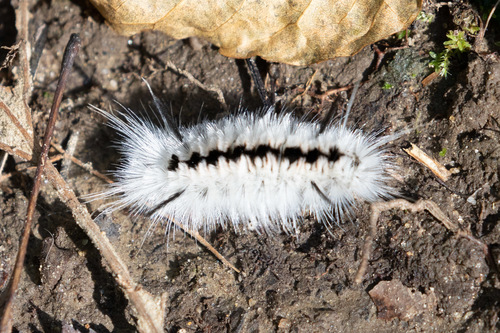Hickory Tussock Moth, Worcester, Massachusetts, United States, photo 7 of 10
