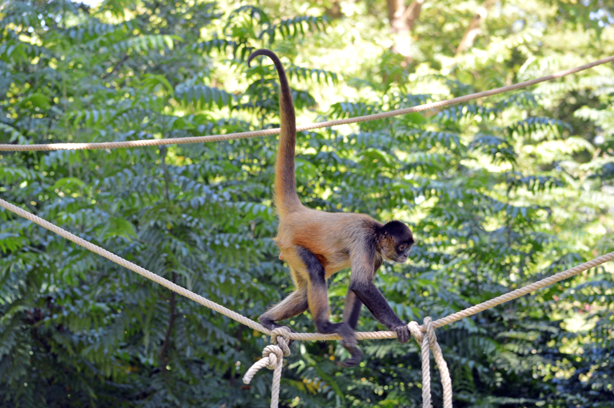 Macaco-aranha – Wikipédia, a enciclopédia livre
