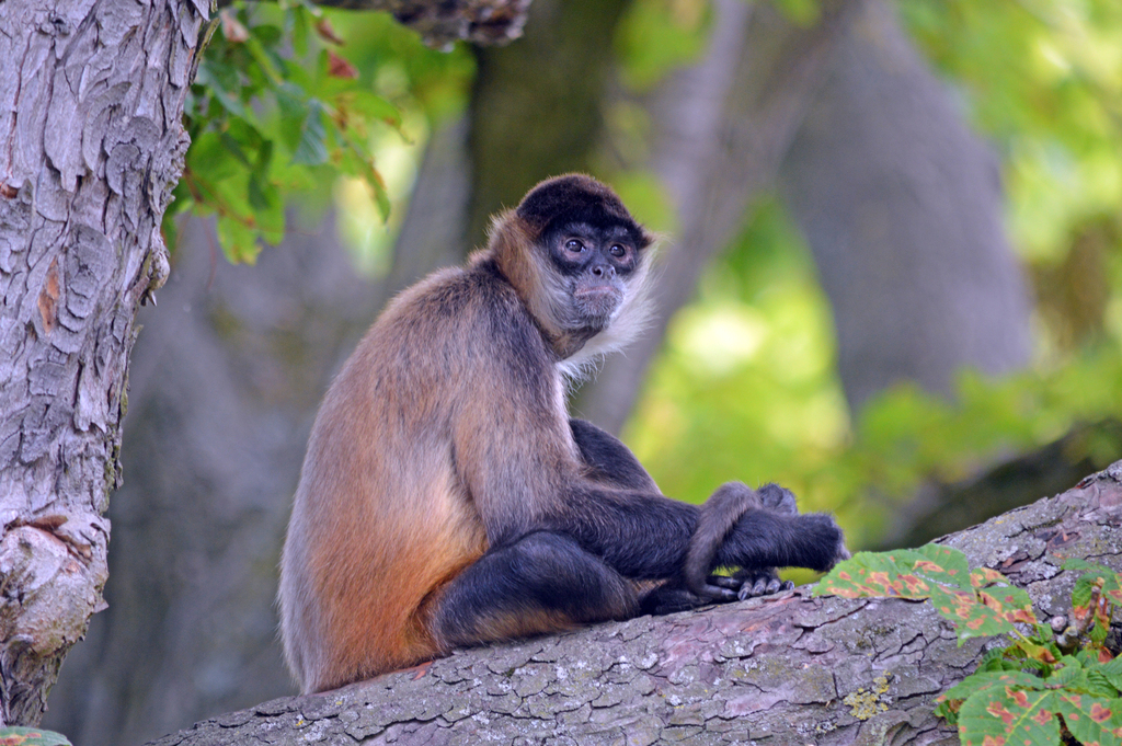 Macaco-aranha-de-Geoffroy (Ateles geoffroyi)