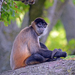 Central American Spider Monkey - Photo (c) BB 22385, some rights reserved (CC BY-SA)