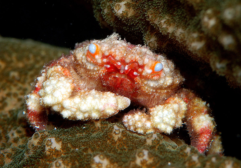 Cymoinae