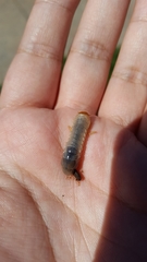Coleoptera
