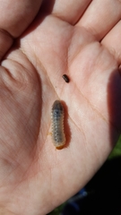 Coleoptera