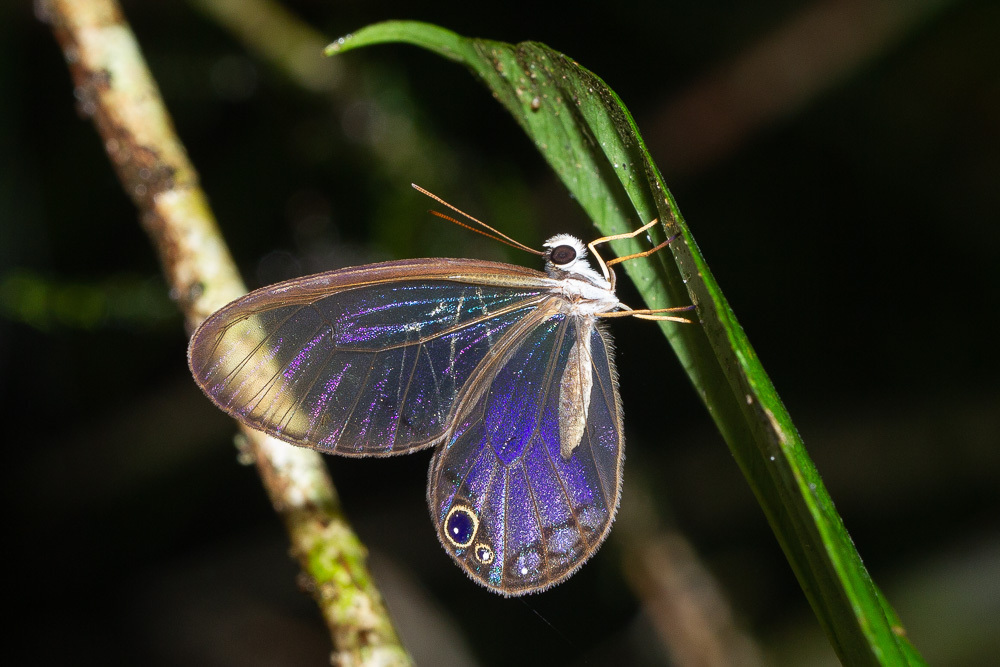 Cithaerias andromeda