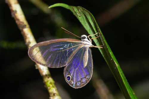Cithaerias andromeda