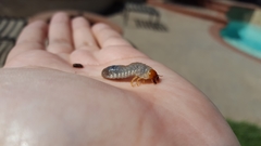 Coleoptera