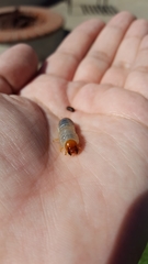 Coleoptera