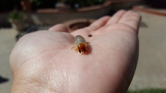 Coleoptera