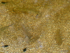 Stenogobius hawaiiensis
