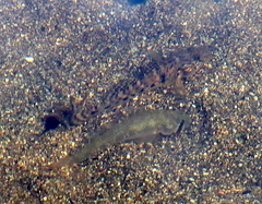 Stenogobius hawaiiensis