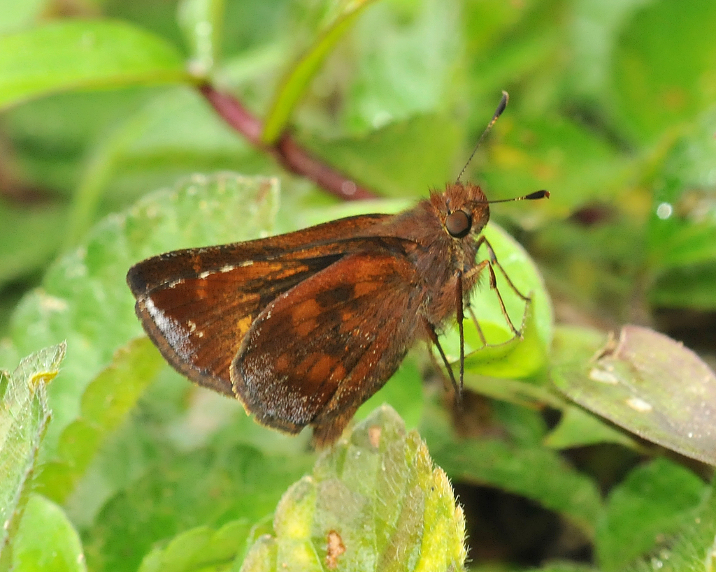 Poanes inimica
