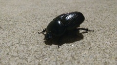 Xyloryctes jamaicensis