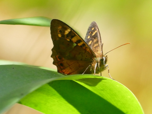 Madeiran Speckled Wood