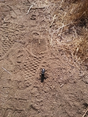 Eleodes grandicollis