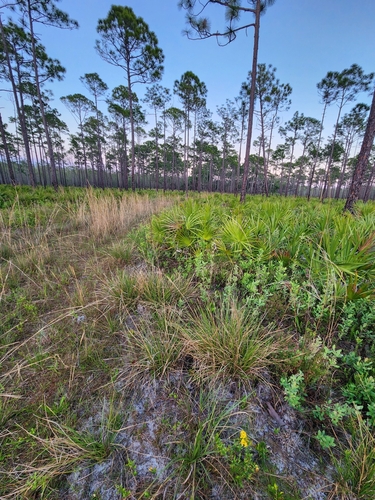 Image of Sporobolus floridanus by (c) Scott Allen Davis, some rights reserved (CC BY)
