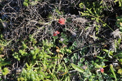 Indigofera tomentosa