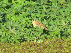 Hapalocrex flaviventer