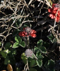 Indigofera tomentosa