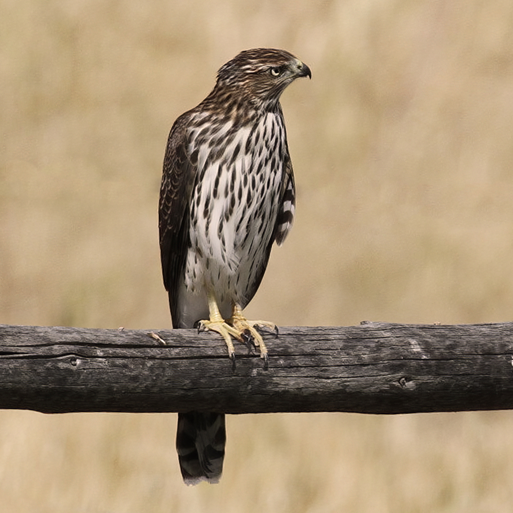Cooper's Hawk from 6 miles SE of Meeker, Rio Blanco County, CO, USA on ...