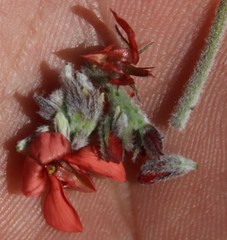 Indigofera tomentosa