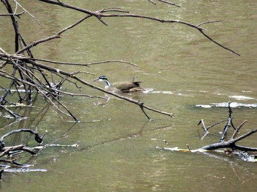 Heliornis fulica