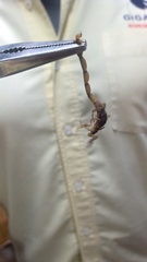 Centruroides ornatus