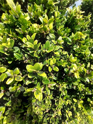 Buxus liukiuensis (Buxus liukiuensis)