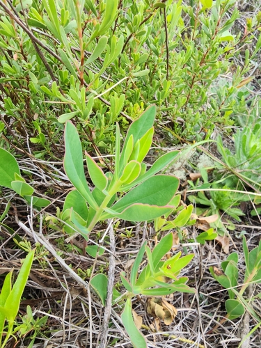 Image of Euphorbia telephioides by (c) Scott Allen Davis, some rights reserved (CC BY)