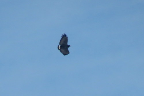 Buteogallus solitarius