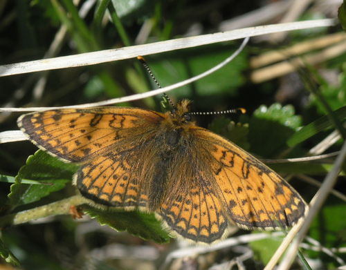 Blackvein Fritillary
