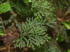Hymenophyllum flexuosum