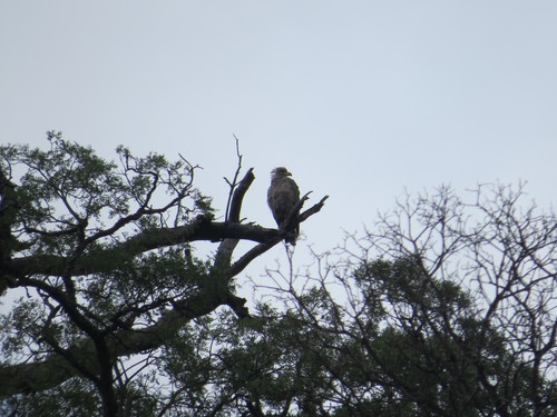 Buteogallus coronatus