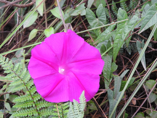 Image of Ipomoea elongata by (c) Alexis López Hernández, some rights reserved (CC BY)