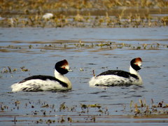 Podiceps gallardoi