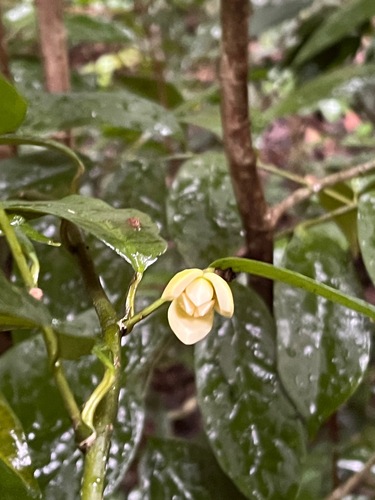 Anaxagorea javanica observed 2023-01-31