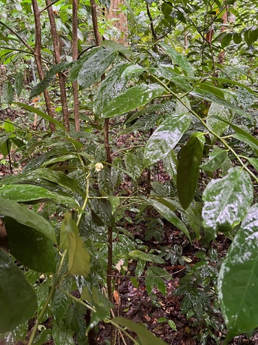 Anaxagorea javanica observed 2023-01-31