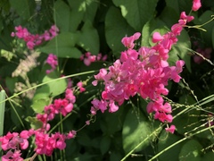 Antigonon leptopus