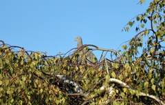 Columba palumbus
