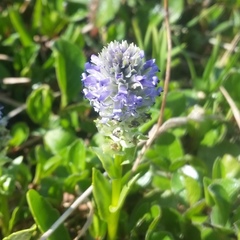 Lagotis glauca
