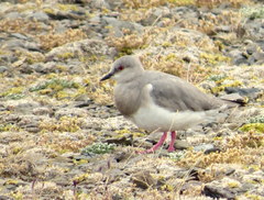 Magellanic Plover photo 3