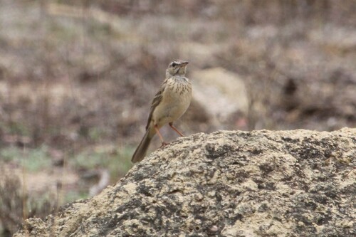 Wood Pipit (Anthus nyassae), photo 2