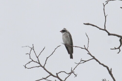 Black-eared Seedeater (Crithagra mennelli), photo 5