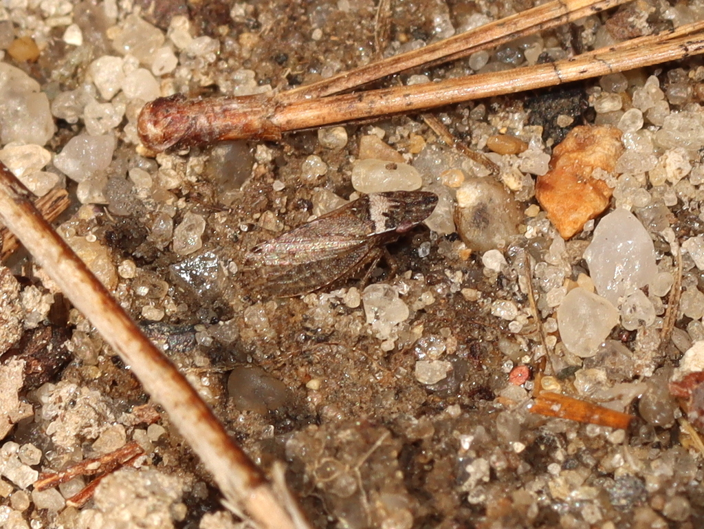 Xerophloea major