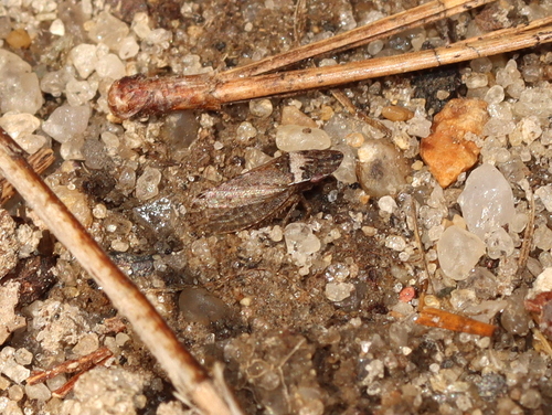 Xerophloea major