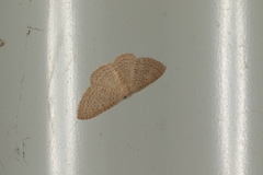 Poecilasthena anthodes