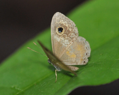 Perophthalma tullius