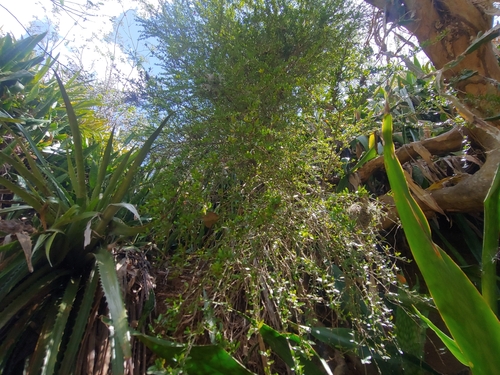 Neea buxifolia, photograph 6