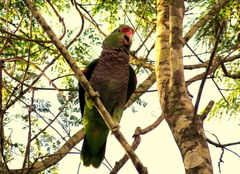 Amazona vinacea