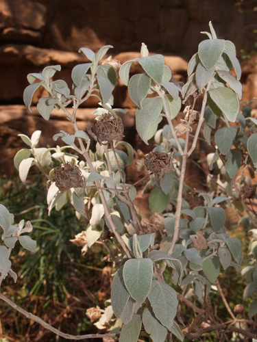 Barleria albostellata image