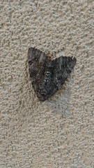 Catocala lacrymosa